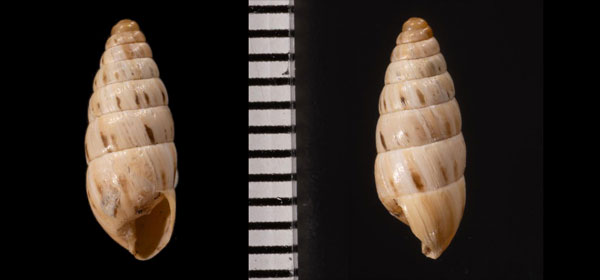 シマウマキセルモドキ Chondrus zebra small