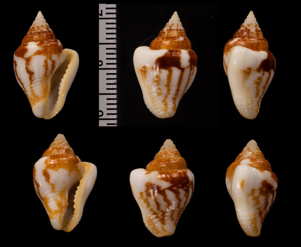 ソデフトコロ Columbella strombiformis small
