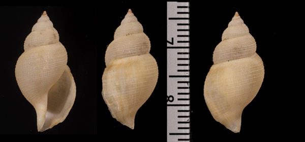 ホテイフデシャジク 布袋筆車軸 Daphnella pernobilis small