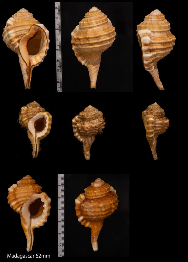 キュノケファルムフジツ (仮称) Cymatium cynocephalum small