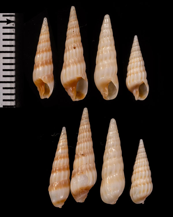 ケープトクサモドキ (仮称) Gradaterebra capensis small