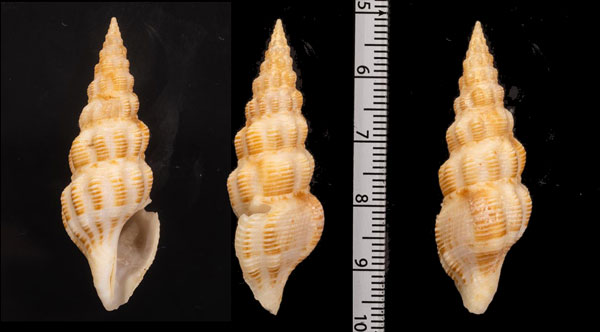 チイサモミジボラ Inquisitor exiguus small