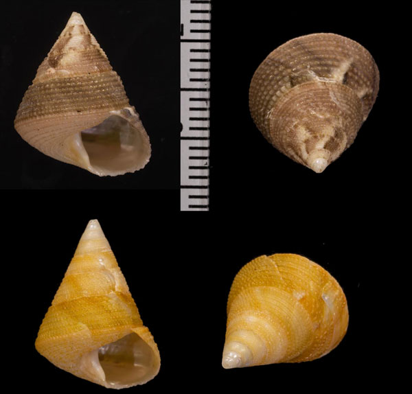 カネコチグサ Kanekotrochus infuscatus small