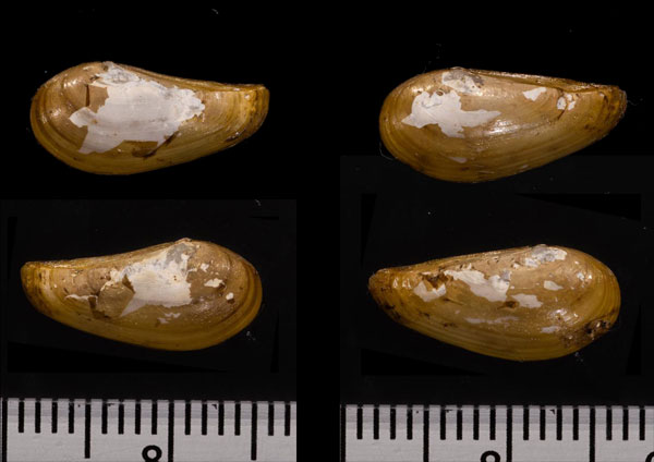 シワロウバイ Nuculana pernula pernuloides small