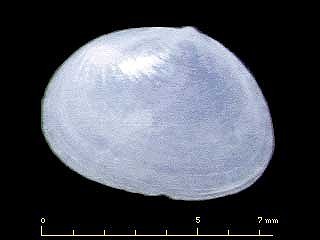 セワケガイ 背分貝 Byssobornia yamakawai small