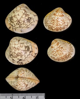 サラサガイ 更紗貝 Lioconcha fastigita small