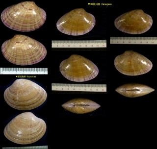 マツヤマワスレ 松山忘 Callista chinensis small
