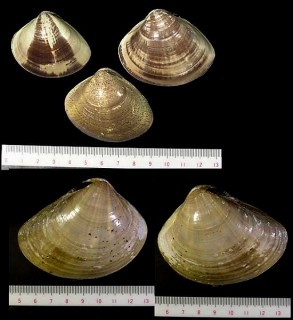 ハマグリ 蛤・文蛤・浜栗 Meretrix lusoria small