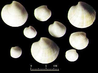 マルヒナガイ Dosinorbis troscheli small