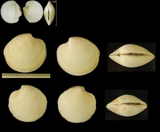 カガミガイ 鏡貝 Dosinia japonica small