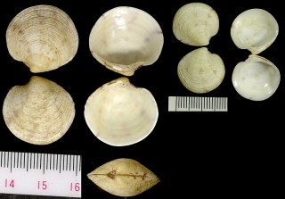 サザメガイの仲間 未詳 Dosinia histrio iwakawai aff. small