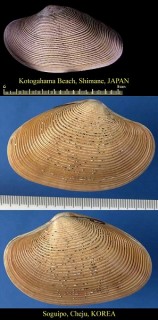 サツマアカガイ 薩摩赤貝 Paphia amabilis small