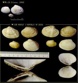 アサリ 浅蜊 蛤仔 Ruditapes philippinarum small