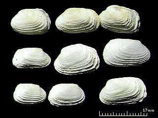 マツカゼガイ Irus mitis small