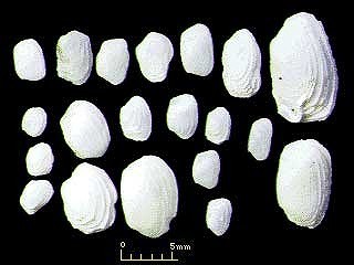 オキナマツカゼガイ Irus ishibashianus small