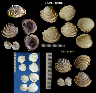ハナガイ Placamen tiara small