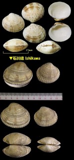 オニアサリ Protothaca jedoensis small
