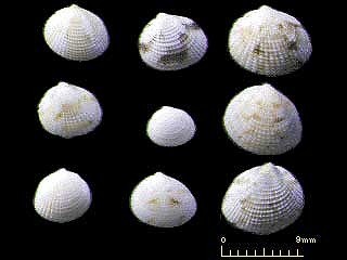 アデヤカヒメカノコアサリ Veremolpa minuta small