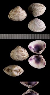 チリメンカノコアサリ (ヒゼンカノコアサリ) Timoclea costellifera small