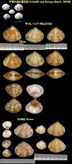 カノコアサリ Timoclea marica small