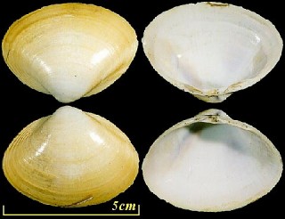 バカガイ 馬鹿貝 Mactra chinensis small