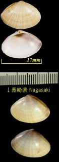 チゴバカガイ Mactra nipponica small