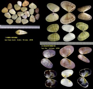 ナミノコ 浪の子貝 Donax cuneatus small