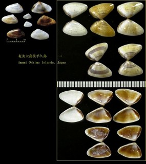 キュウシュウナミノコ Donax kiusiuensis small