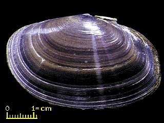 アケボノキヌタ 曙砧 Soletellina atrata small