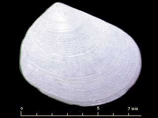 トゲウネガイ 刺畝貝 Quadrans spinosus small