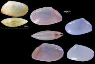 コメザクラ Semelangulus tokubeii small