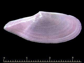 ベニガイ Pharaonella sieboldii small