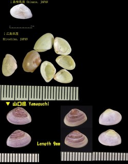 クチベニデ 口紅手 Anisocorbula venusta small