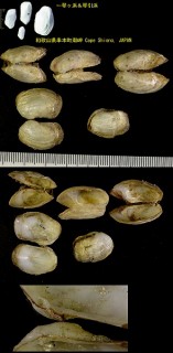 キヌマトイガイ Hiatella orientalis small