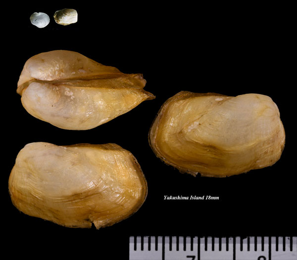 オビクイ(ウキフネ) 帯喰 Agriodesma navicula small