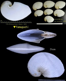 アオイガイ (カイダコ) Argonauta argo small