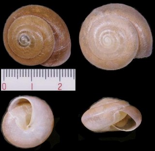 ヒカリマイマイ Quantula striata small
