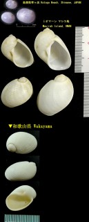 ネコガイ Eunaticina papilla small