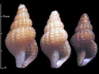 ミショウ　島根未詳 28(ココアコシボソクチキレ?) Etrema sawanensis small