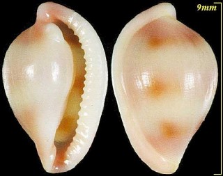テンロクケボリ 点六毛彫 Pseudosimnia punctata small