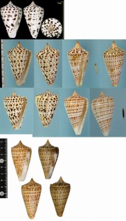 ロレンツイモ Conus spurius lorenzianus small
