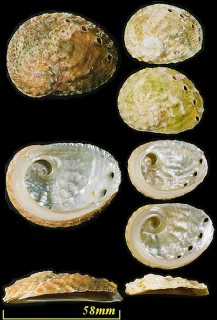 マアナゴ Haliotis ovina small