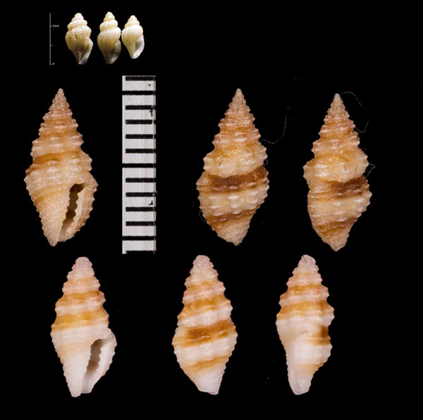 アラボリクチキレツブ 粗彫口切小螺 Lienardia cremonilla small