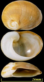 モヨウヒメミミガイ Sinum maculatum small