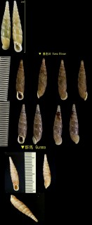 ヒカリギセル Zaptychopsis buschi small