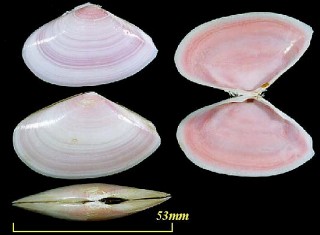 ヘサキザクラ Tellina prora small