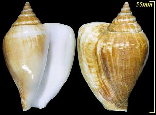 スイショウガイ 水晶貝 Strombus canarium turturella small