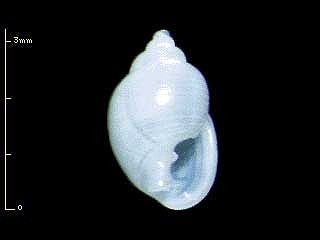 マメウラシマガイ　島根未詳 50 Ringicula doliaris small