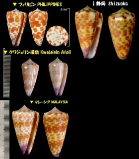 ハルシャガイ 波斯貝 Conus tessulatus small