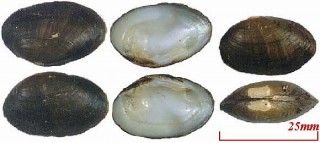 チャイロマメヌマガイ Villosa fabalis small